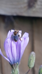 Melitta haemorrhoidalis