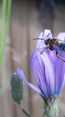 Melitta haemorrhoidalis