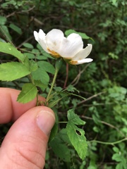 Rosa arvensis