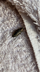 Buprestinae