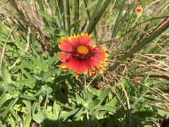 Gaillardia pulchella image