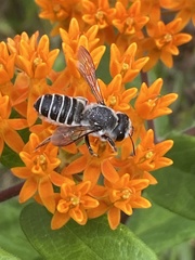 Megachile pugnata