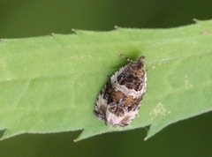 Olethreutes versicolorana