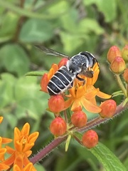 Megachile pugnata