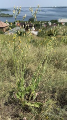 Crepis pannonica
