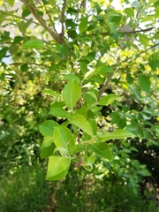 Magnoliopsida