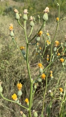 Crepis pannonica