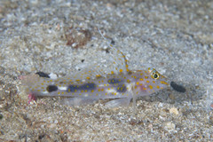 Fusigobius inframaculatus