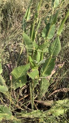 Crepis pannonica