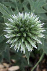 Echinops