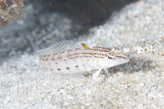 Parapercis lineopunctata