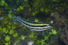 Petroscirtes breviceps