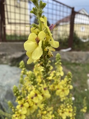 Verbascum pyramidatum
