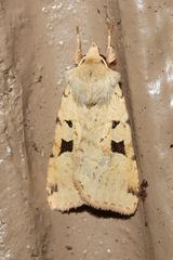 Diarsia esurialis
