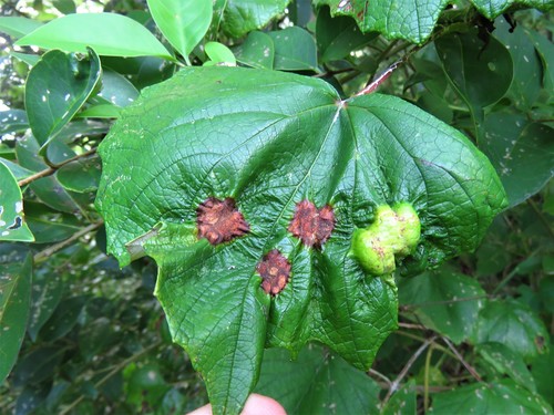 Heliozela aesella photo 5
