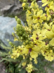 Verbascum pyramidatum