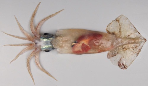 Representative image of Brachioteuthidae