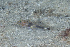 Fusigobius inframaculatus