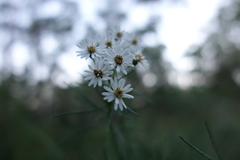 Olearia glandulosa
