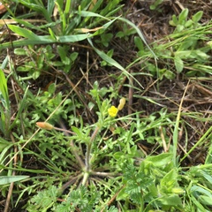 Tropidocarpum gracile