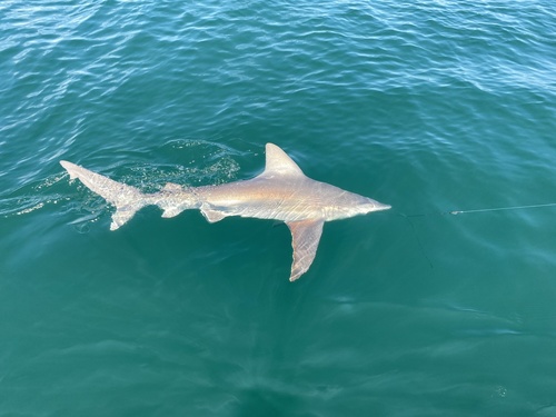 Brown shark (Carcharhinus plumbeus) — Carcharhinidae — 3