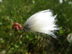 Eriophorum chamissonis