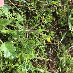 Tropidocarpum gracile