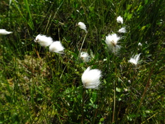 Eriophorum chamissonis