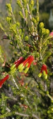 Erica unicolor