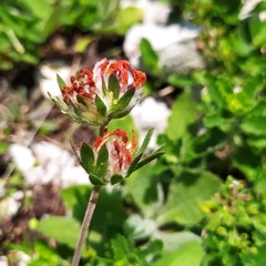 Anthyllis vulneraria pulchella