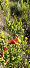 Erica unicolor