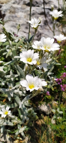 Boreal chickweed (Cerastium biebersteinii)