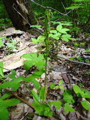 Platanthera hookeri image