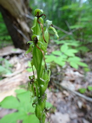 Platanthera hookeri image
