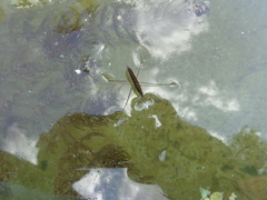 Limnoporus rufoscutellatus