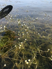 Ranunculus longirostris