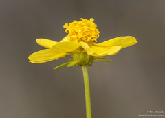 Leptosyne stillmanii