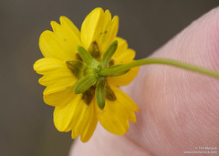 Leptosyne stillmanii