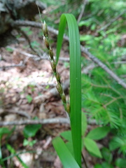Oryzopsis asperifolia