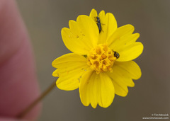 Leptosyne stillmanii