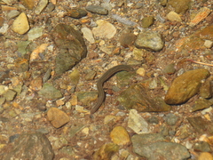 Trocheta
