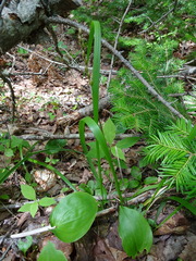 Oryzopsis asperifolia