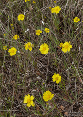 Leptosyne stillmanii