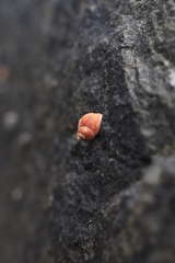 Phasianellidae