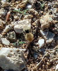 Dasymutilla magna