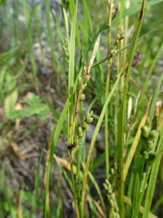 Carex ormostachya