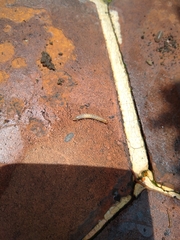 Myriapoda