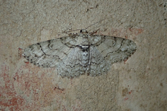 Cleora sublunaria