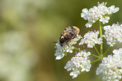 Megabruchidius dorsalis