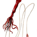 Asperoteuthis acanthoderma - Photo (c) אנונימי,  זכויות יוצרים חלקיות (CC BY-SA)